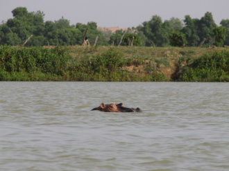 01 Les Hippos Sur Le Fleuve Niger